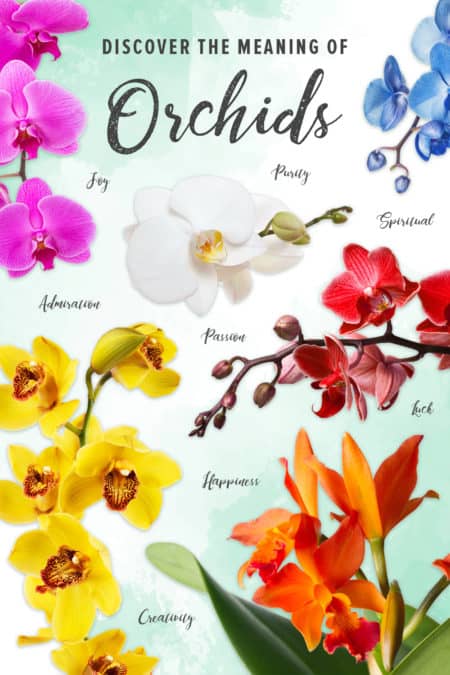 The Meaning Behind Different Color Orchids Allan S Flowers More