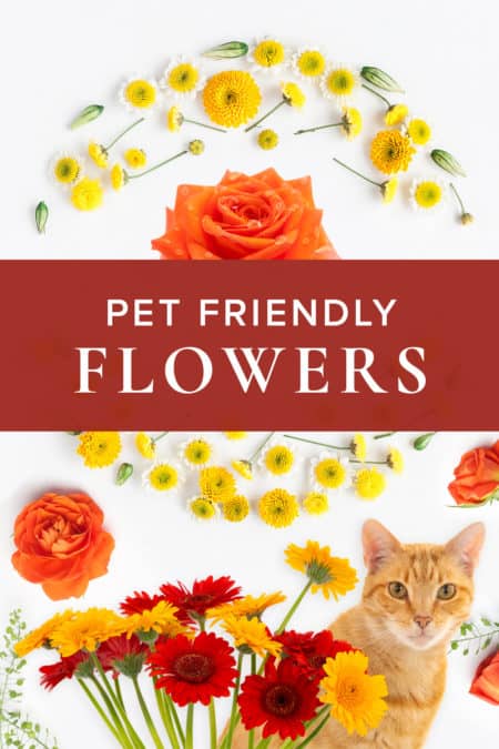 Uplifting Flowers And Plants That Are Safe For Cats And Dogs Adrian Durban Florist