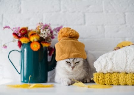 Cat next to blankets and pitcher of flowers