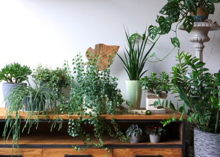 Multiple houseplants on top of wooden desk